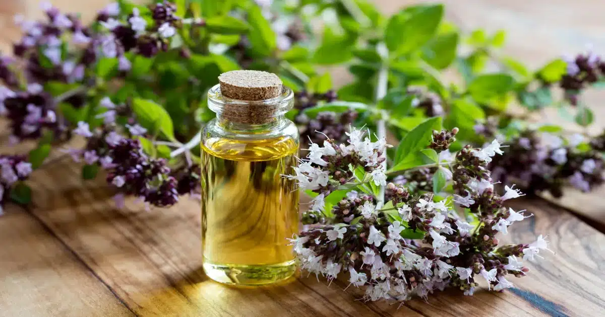 best oil of oregano