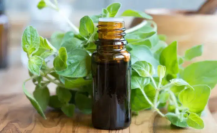 Best Oil of Oregano for Natural Healing 3 best oil of oregano